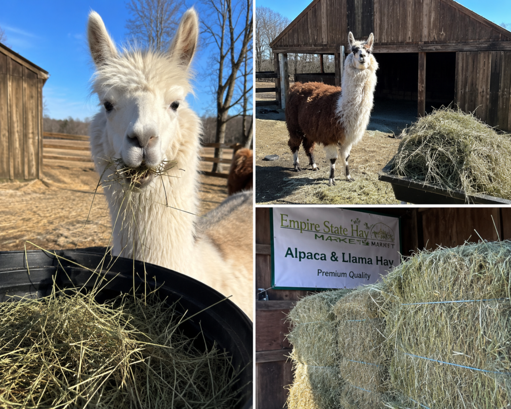 Alpaca eating hay at an Empire State farm providing the best hay for alpacas in NY.