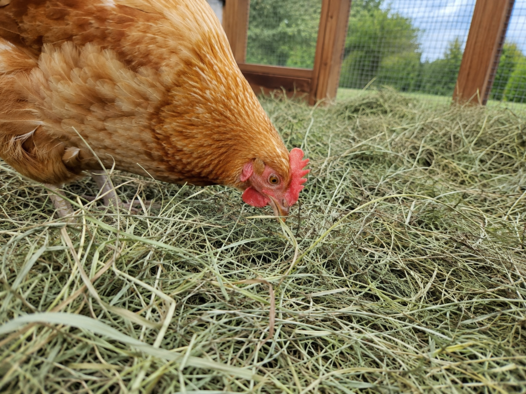 chicken foraging hay best hay for chickens