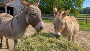 Two donkeys eating high quality hay on a farm in New York