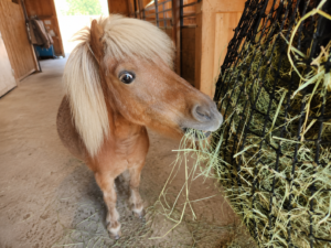 Full Hay Line – Horse & Livestock
