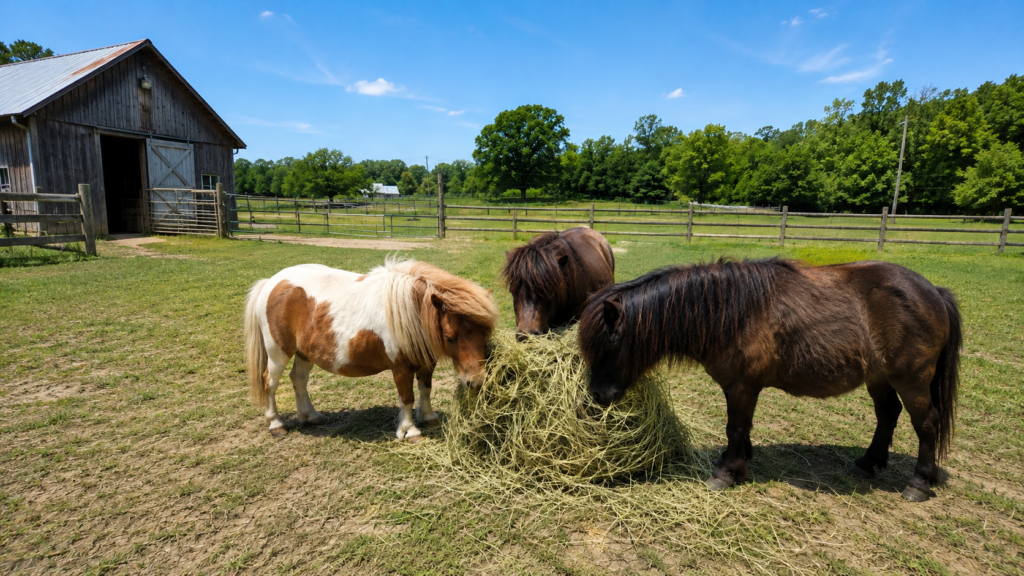 Three miniature horses eating high-quality hay at a farm in New York