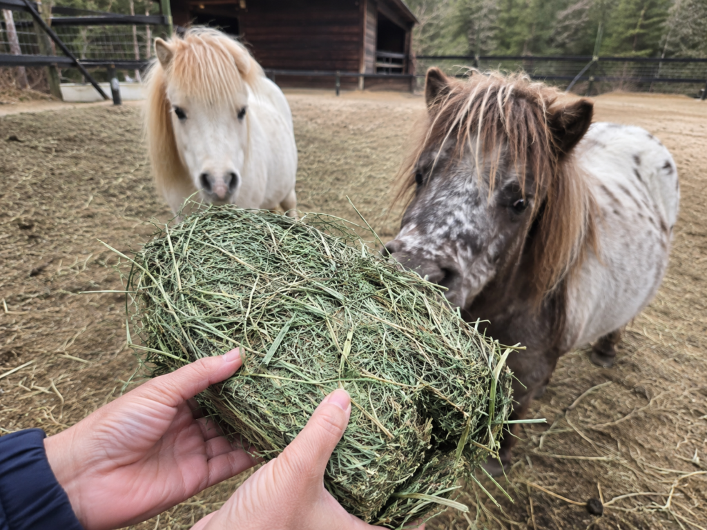 A person offering a bale of fresh green hay to two mini horses on a farm in New York.