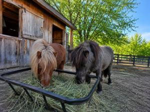 Hay for Sale