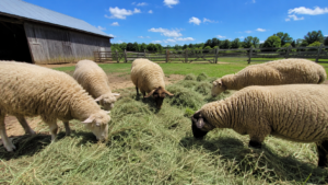 A flock of sheep eating fresh hay on a sunny farm in New York