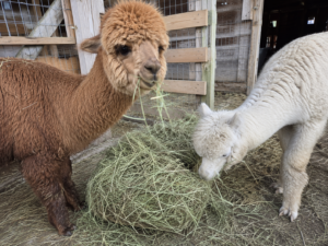 A brown and white alpaca eating the best hay on a farm in New York