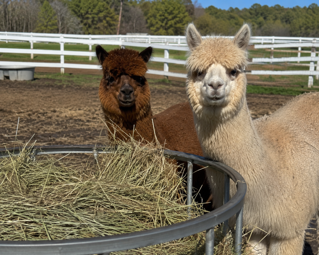 A brown and a white alpaca eating hay from a feeder on a New York farm.